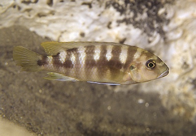 Pseudotropheus sp. 'crabro blue' Chitande Island